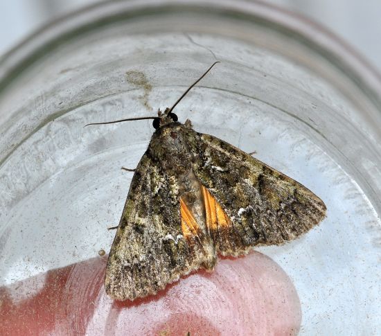 Polyphaenis sericata - Noctuidae