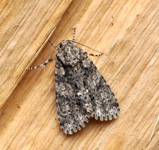 Acronicta megacephala ?  S !