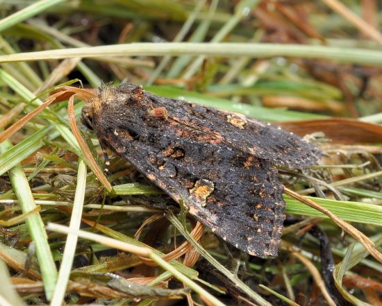 Melanchra persicariae ?