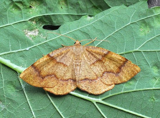 Plagodis pulveraria, geometridae