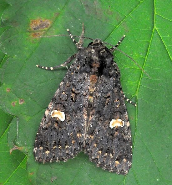 Anaplectoides prasina o Melanchra persicariae?    Melanchra persicariae