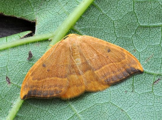 Watsonalla binaria, Drepanidae