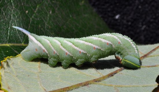 Sphyngidae: larva di Laothoe populi ?  No, di Smerinthus ocellata