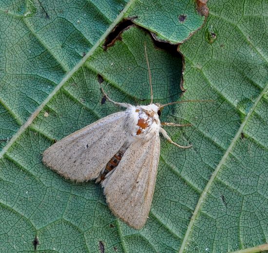 Mythimna alopecuri? No, Mythimna sicula f. scirpi - Noctuidae