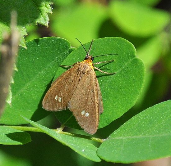 Erebidae: Dysauxes ancilla ?  S !