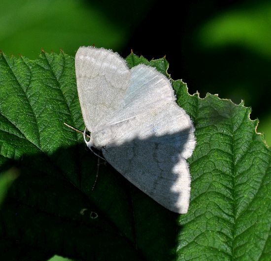 Charissa ambiguata ? No, Pseudoterpna pruinata