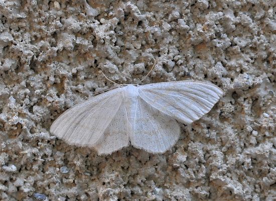 Missione impossibile ?  No, Scopula cfr. subpunctaria (Geometridae)