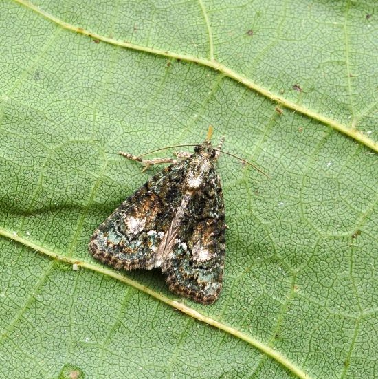 Cryphia ochsi ?