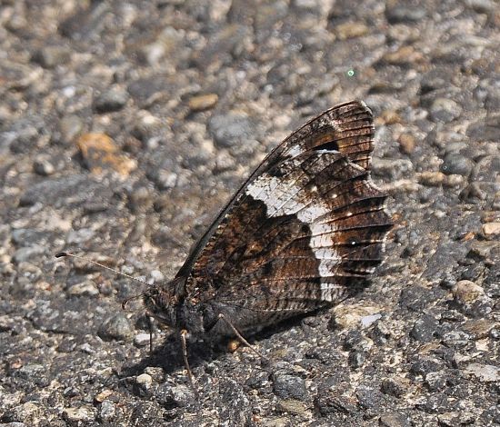 Aiuto id. satyridae: Hipparchia cfr. fagi/hermione (Nymphalidae Satyrinae)