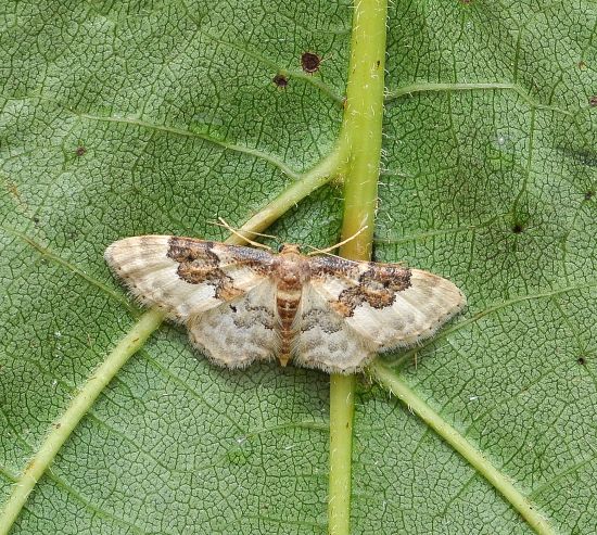 Idaea rusticata - Geometridae ?  S !