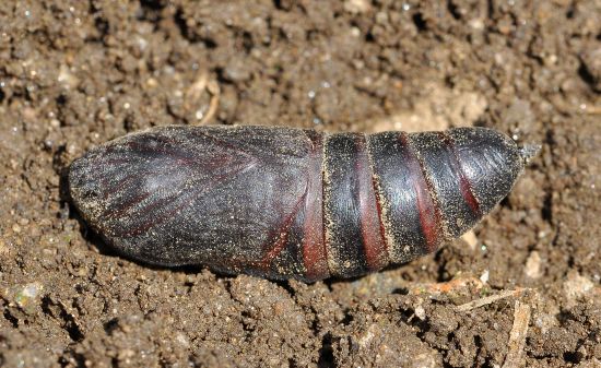 Sphyngidae: larva di Laothoe populi ?  No, di Smerinthus ocellata