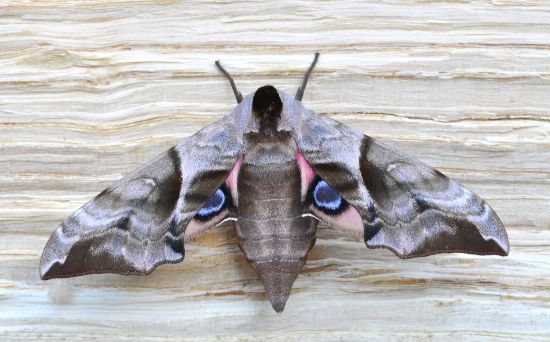 Sphyngidae: larva di Laothoe populi ?  No, di Smerinthus ocellata