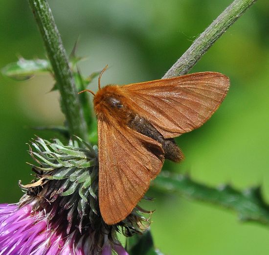 Malacosoma alpicolum, Lasiocampidae ?  S, femmina