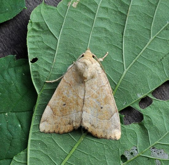 Noctuidae: Cosmia trapezina ?  S !