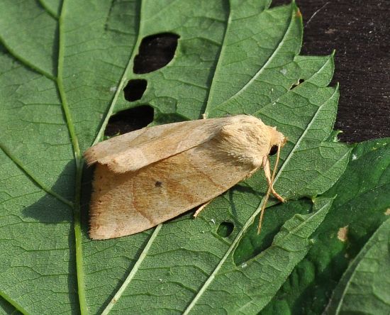 Noctuidae: Cosmia trapezina ?  S !