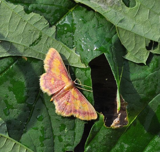 Idaea muricata . Geometridae (credo)...  S !