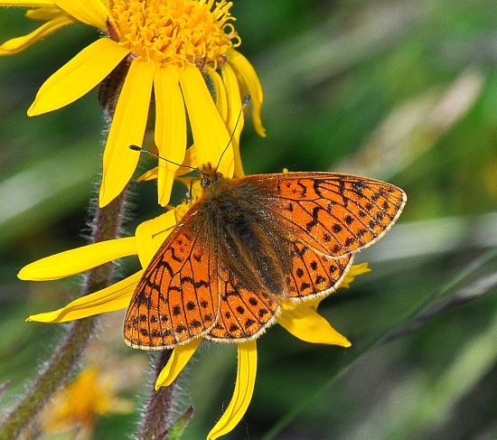 Boloria napaea?  S, f & m