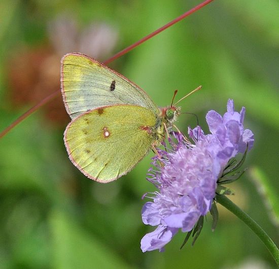 Colias phicomone ?  S !