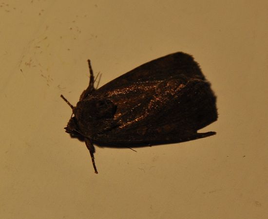scura, forse Noctua comes