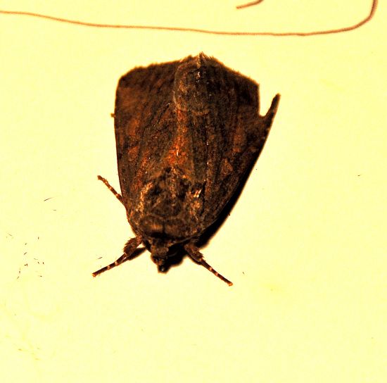 scura, forse Noctua comes