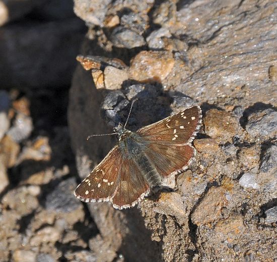 Pyrgus cacaliae?... Pyrgus sp.