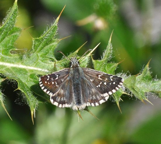 Pyrgus andromedae?... Pyrgus sp.