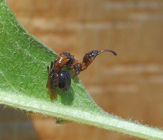 Stauropus fagi, ciclo vitale