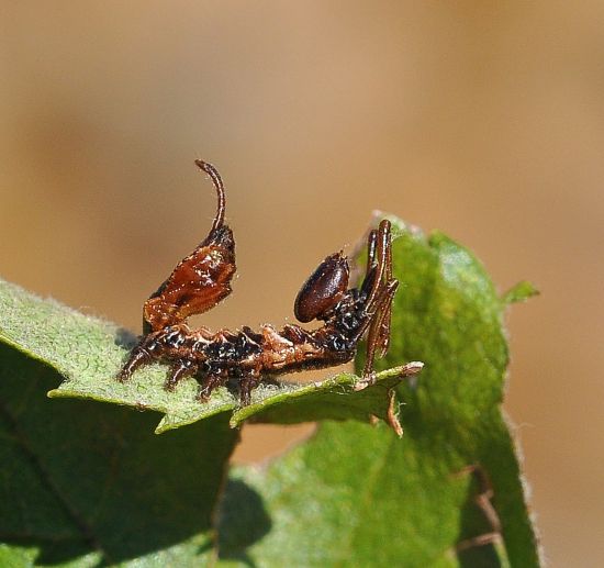 Stauropus fagi, ciclo vitale