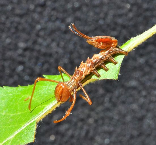 Stauropus fagi, ciclo vitale