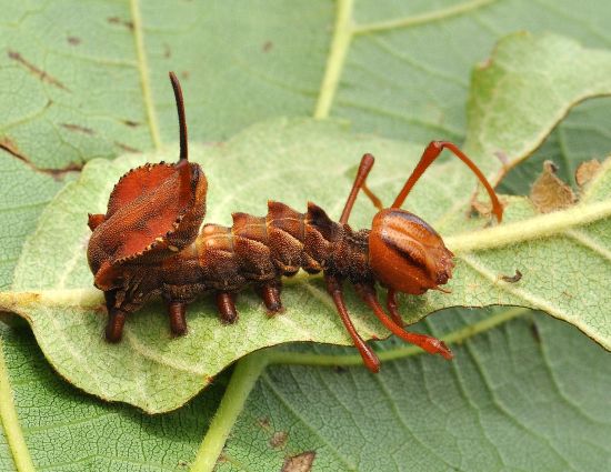 Stauropus fagi, ciclo vitale