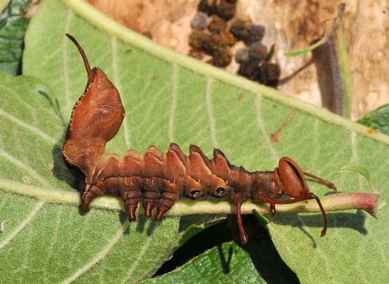 Stauropus fagi, ciclo vitale