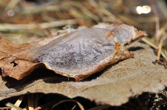 Stauropus fagi, ciclo vitale