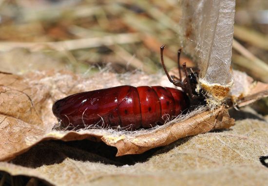 Stauropus fagi, ciclo vitale