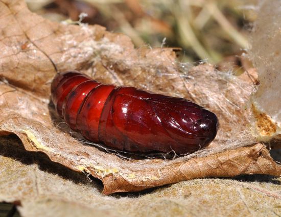 Stauropus fagi, ciclo vitale