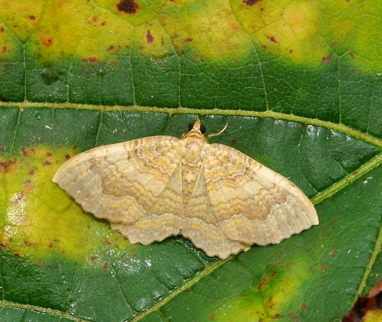 Camptogramma bilineata, Geometridae