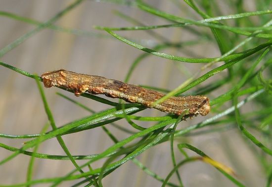 bruco di geometridae (credo)