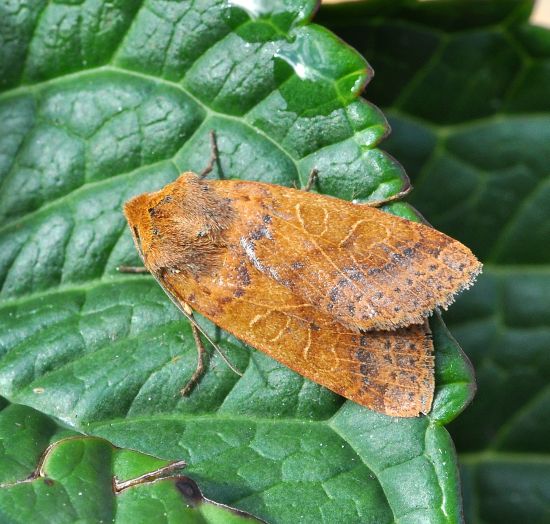 Noctuidae: Agrochola helvola?... Agrochola cfr. pistacinoides