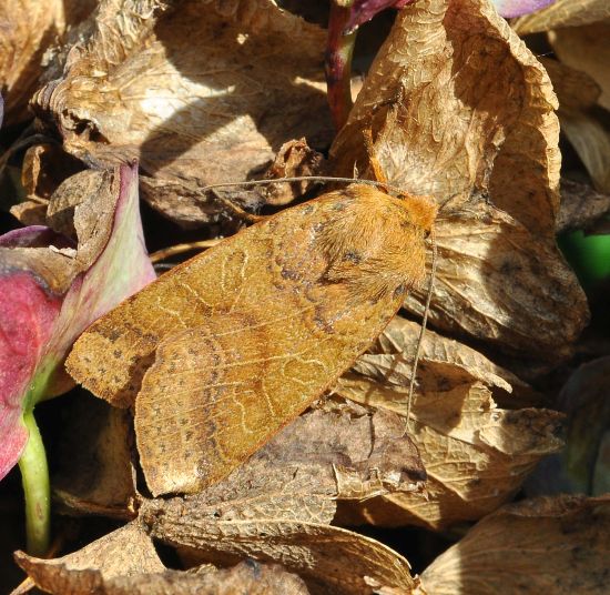 Noctuidae: Agrochola helvola?... Agrochola cfr. pistacinoides