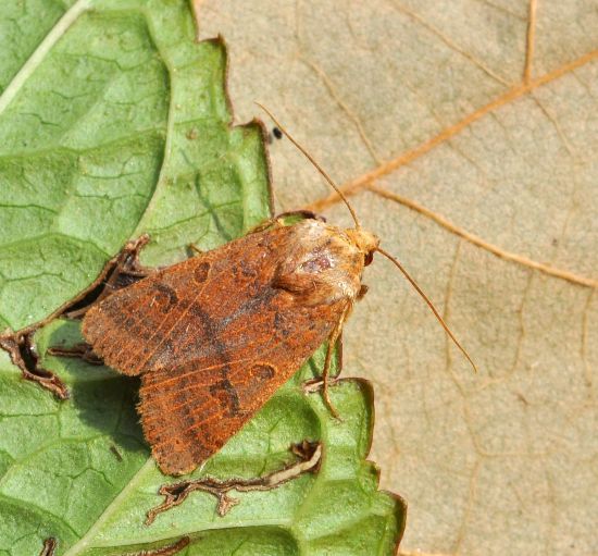 Noctuidae: Agrochola helvola?... Agrochola cfr. pistacinoides