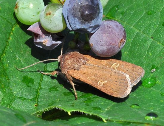 Noctua ? No, Xestia xanthographa