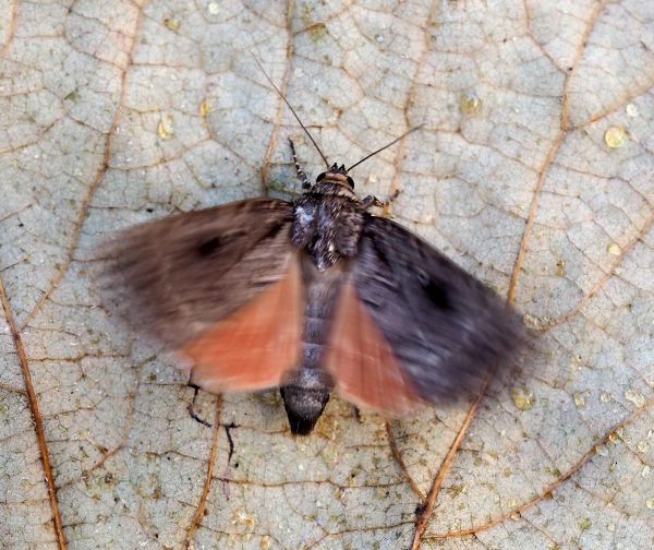 Amphipyra pyramidea