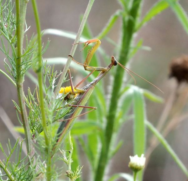 Mantis religiosa in Rep. Ceca