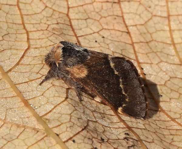 Poecilocampa populi