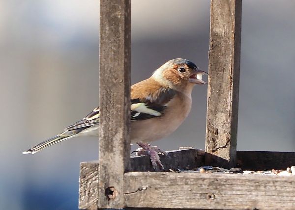 Fringuello?  S�, maschio