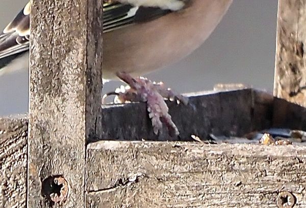 Fringuello?  S�, maschio