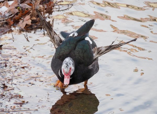 Scappata ?...Probabilmente:  Anatra muta (Cairina moschata)