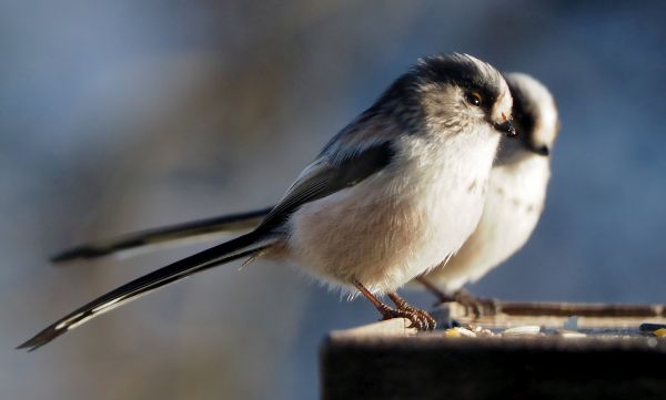 Codibugnoli sulla mangiatoia