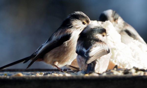 Codibugnoli sulla mangiatoia
