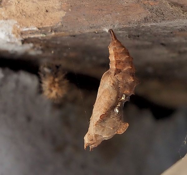 Polygonia c-album, cysalide ?