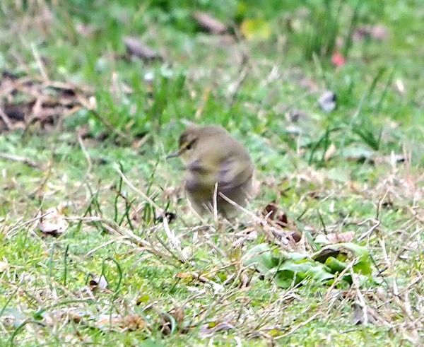 Aiuto id. - forse un Lui?  S�, Lu� piccolo